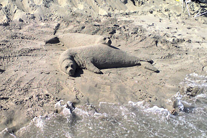 Sealions