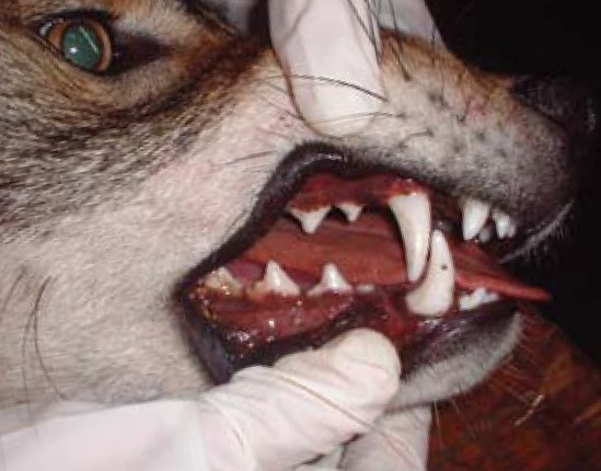Coyote Teeth