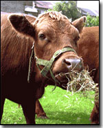 Cow munching