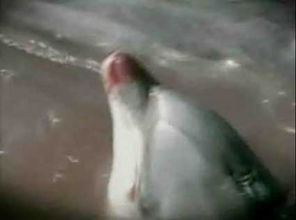 dolphin killings